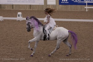 Lusitano Breed Society of Great Britain Show - Hartpury College - 27th June 2009